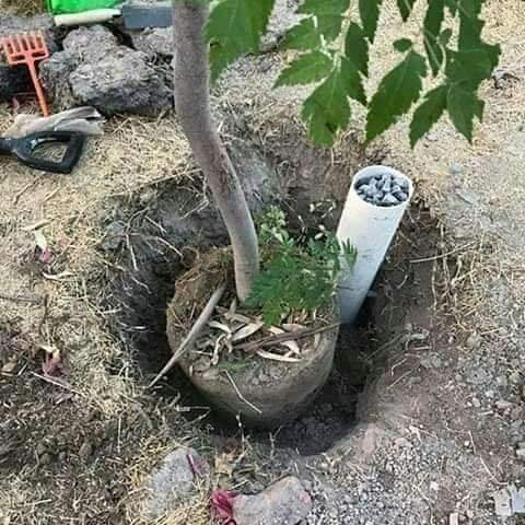 Cara mudah menyiram pohon