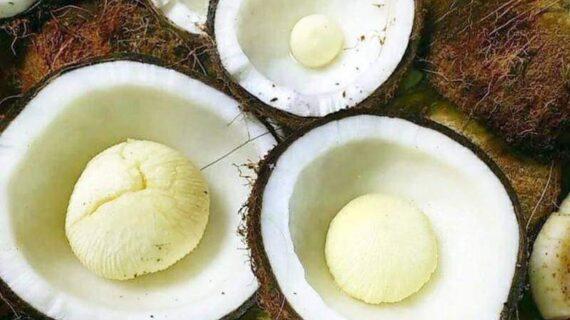 Manfaat Kentos kelapa Untuk Kesehatan Yang Jarang Diketahui